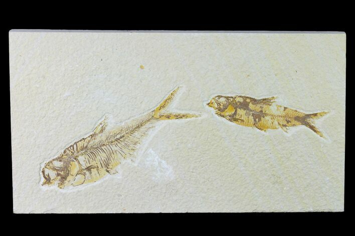 Diplomystus With Knightia Fossil Fish - Green River Formation #138611
